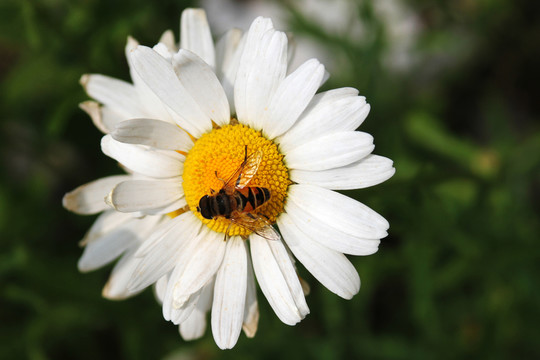 蜜蜂和雏菊