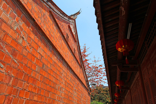 刺桐樹(shù)