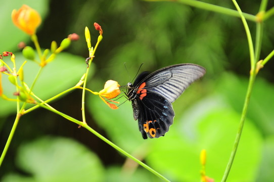 蝴蝶戀花