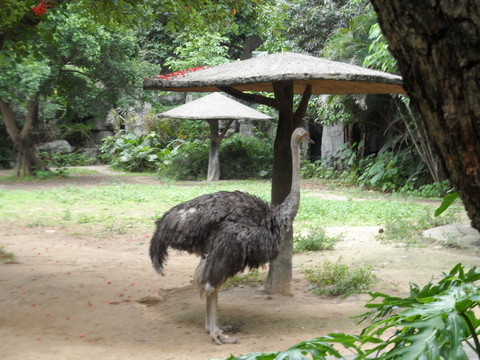 駝鳥 動(dòng)物園