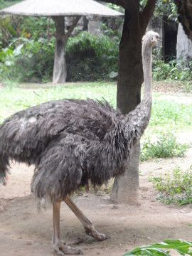 駝鳥 動物類