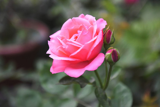 花卉 鮮花