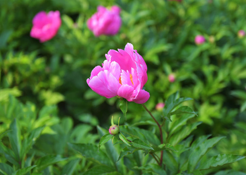 姿態(tài)萬(wàn)千 花卉