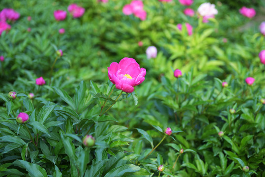 稚嫩 花
