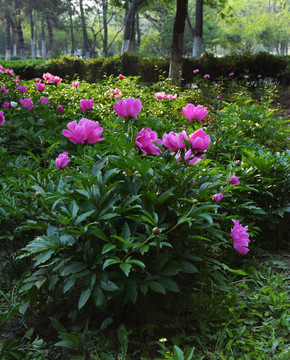 園林里的花