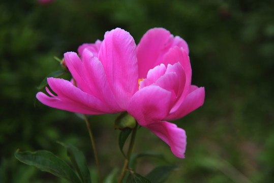 開放 花