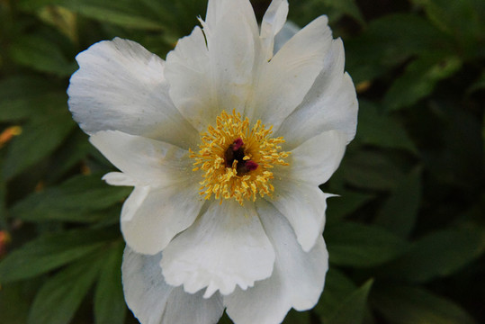 白色芍藥花 白花