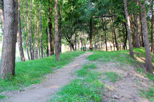林蔭小路