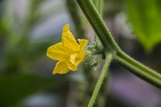 黃花