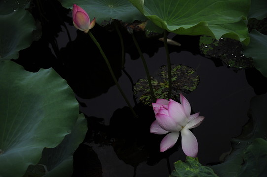 荷花