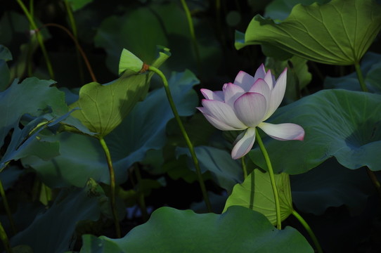 荷花