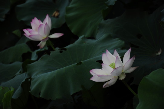 荷花