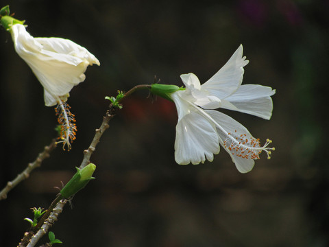 扶桑花