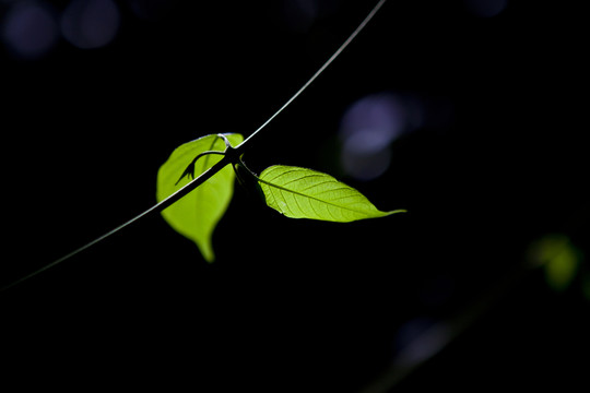 樹葉