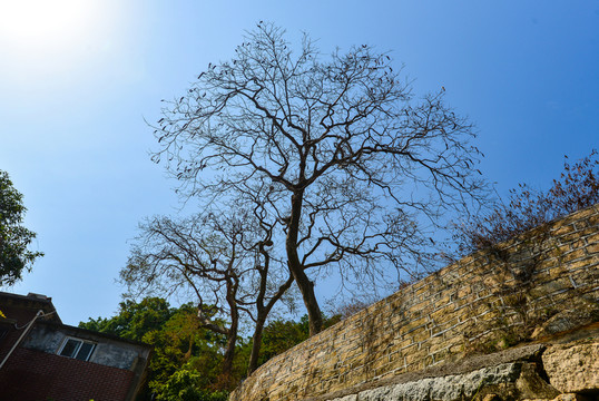 樹枝樹冠