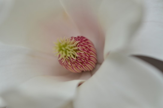 白玉蘭花花蕊