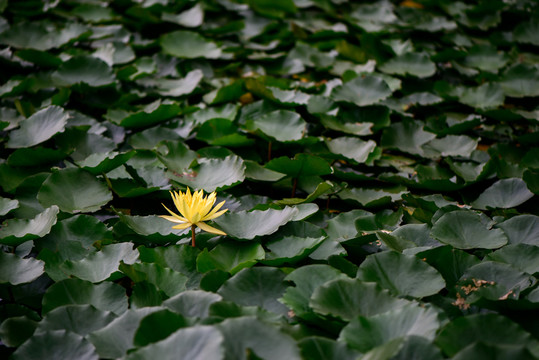 蓮花