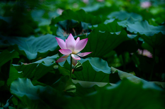 荷花