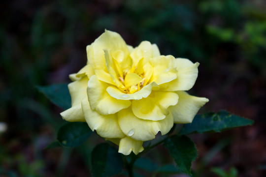 月季花花卉攝影背景素材