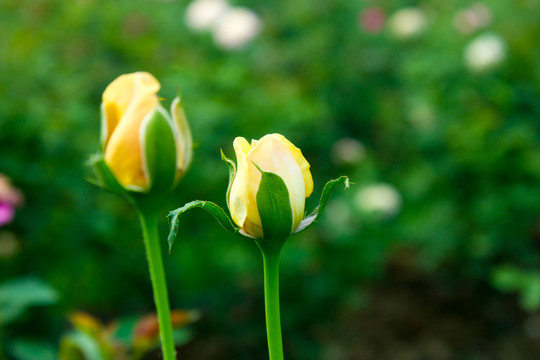 月季花花卉素材