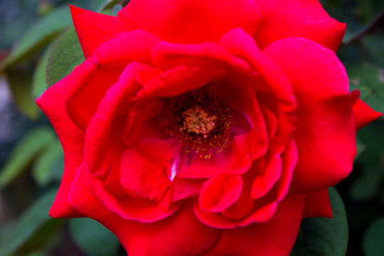 月季花花卉素材