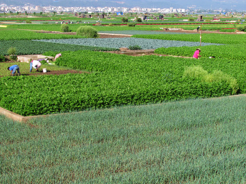 蔬菜基地