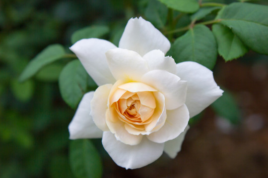 月季花攝影