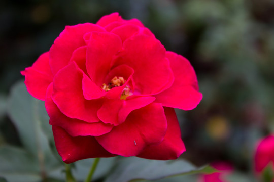 紅色月季花