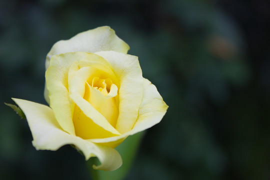 深圳人民公園的黃色月季花