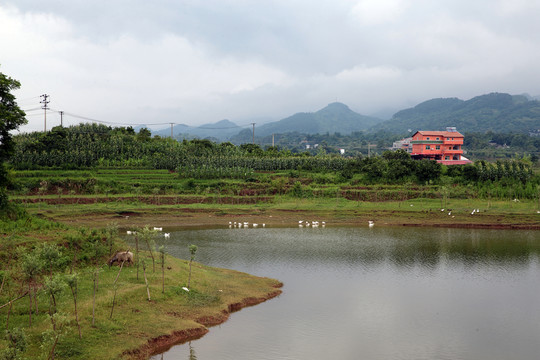 農(nóng)村風(fēng)景