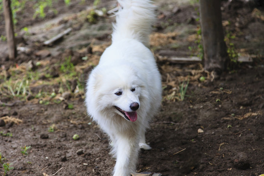 愛(ài)斯基摩犬