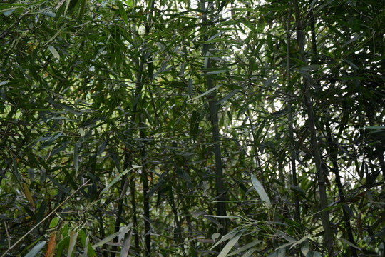 樹林
