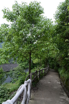 樹林
