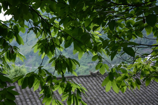 樹林