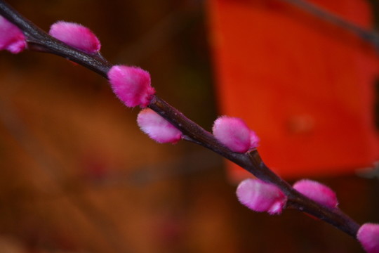 梅花