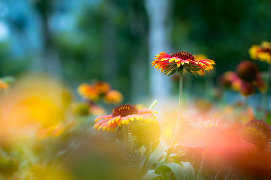 天人菊