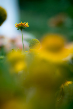 天人菊