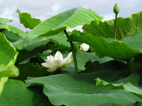 蓮花池