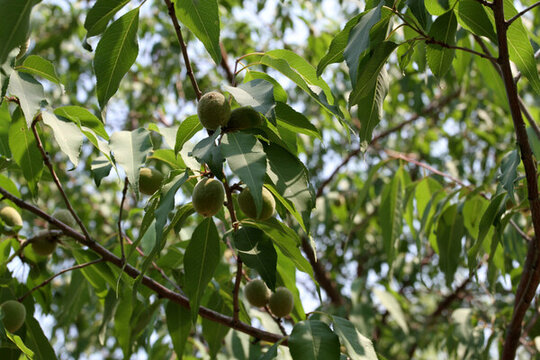 核桃樹(shù)