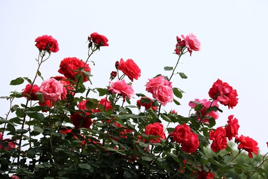 玫瑰花