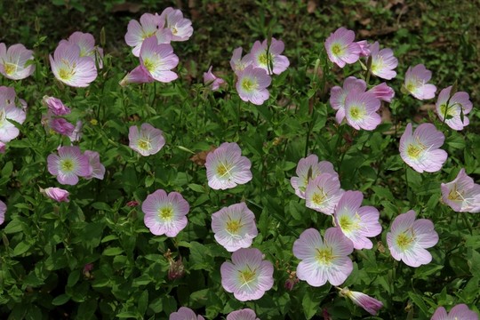 月見(jiàn)草花