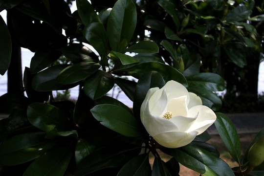 玉蘭花