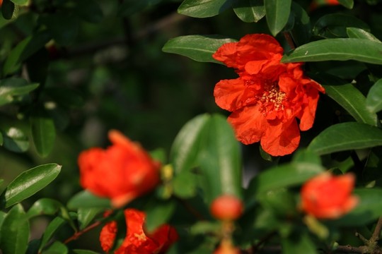 石榴花