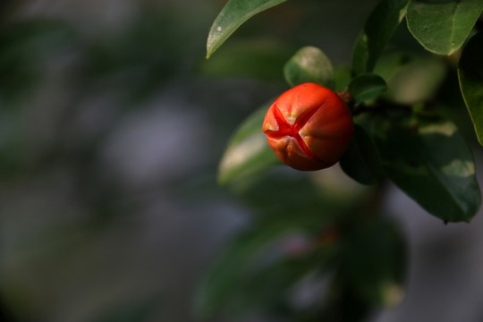 石榴花 花苞