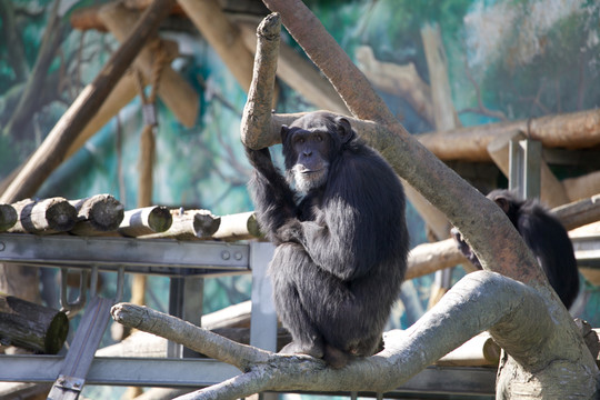 動物園的黑猴子