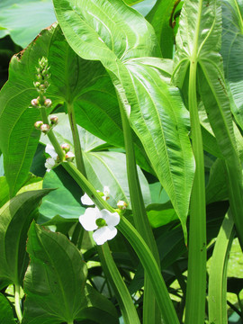 茨菇