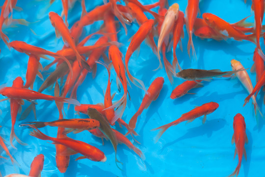 觀賞 游魚