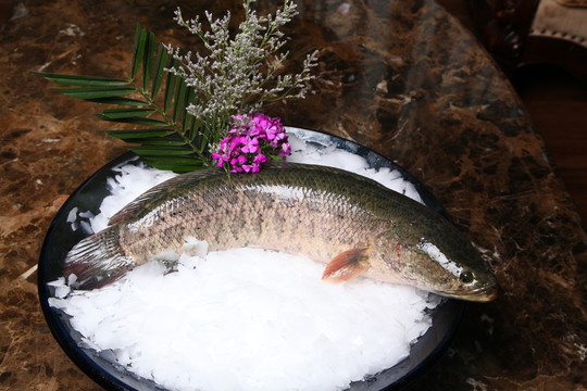 黑魚