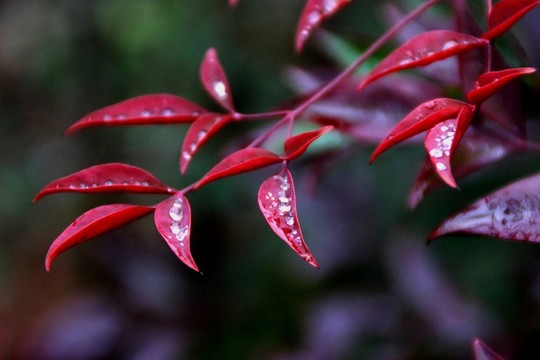 紅葉
