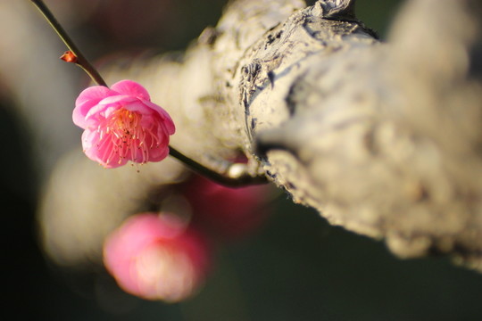 梅花
